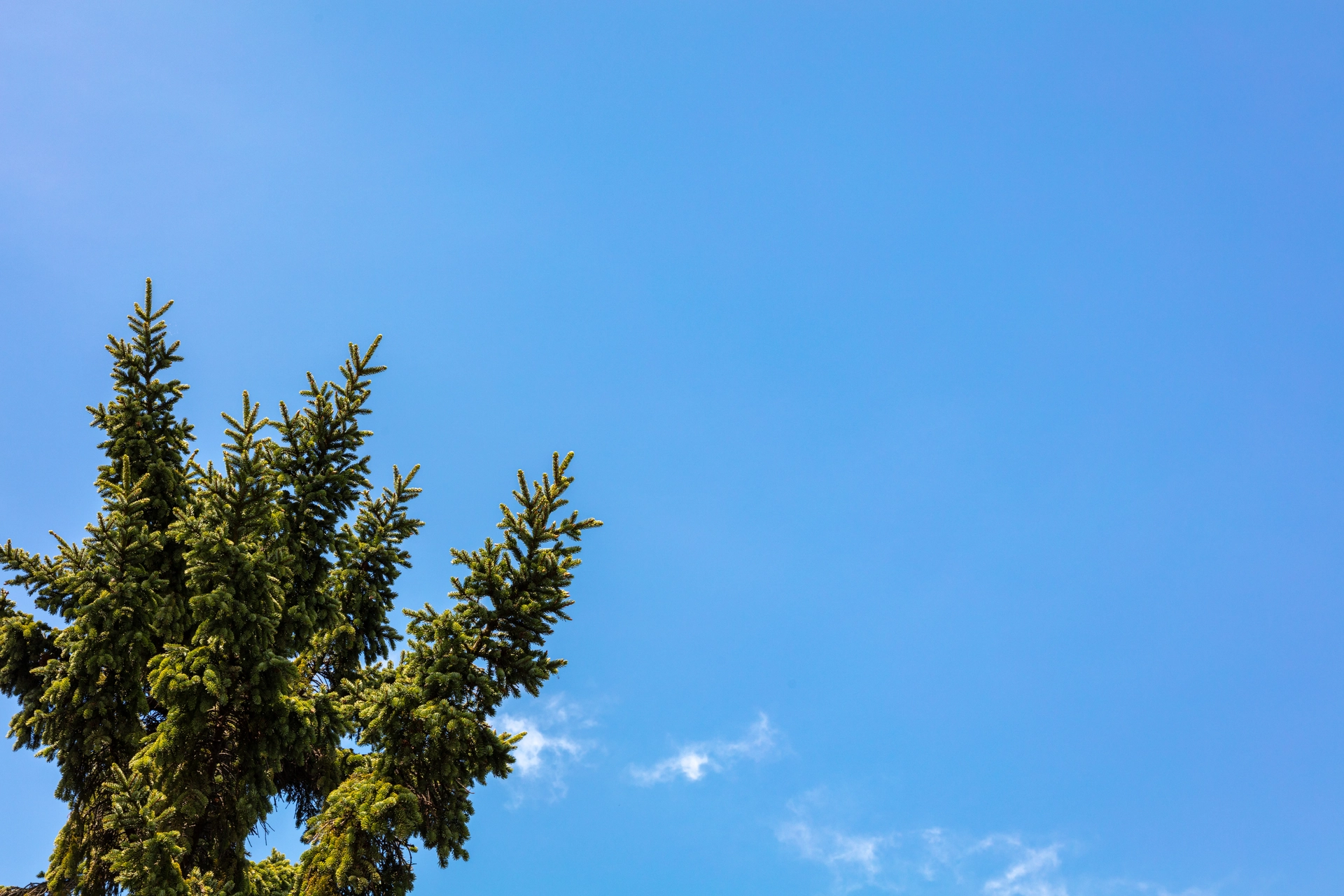 針葉樹と青空