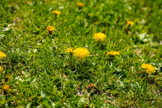 Dientes de león en la hierba | Japón | diente de león