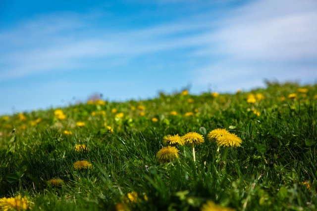 Dientes de león en un prado y cielo azul | Japón | diente de león