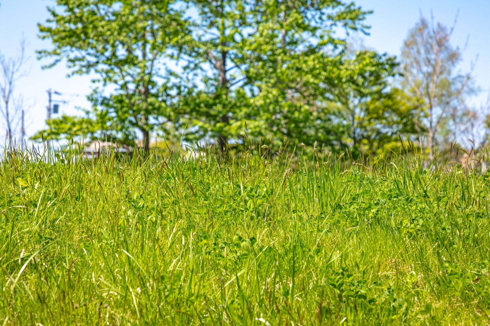 新緑の公園の草地|北海道札幌市北区