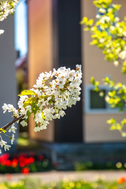 白い桜｜北海道札幌市北区