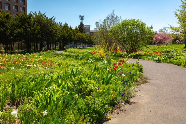 篠路の花壇と遊歩道|北海道札幌市北区|チューリップ