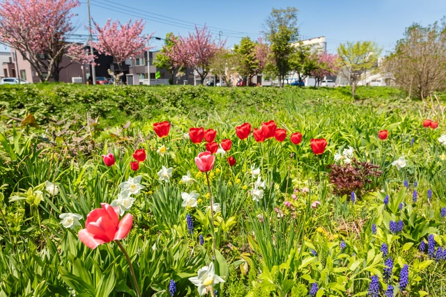 Flower bed and double cherry blossoms in Shinoro, Sapporo | Hokkaido | tulip
