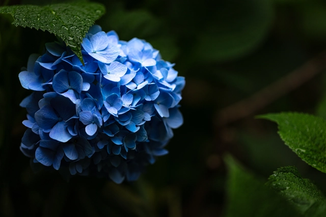 青いアジサイ｜紫陽花