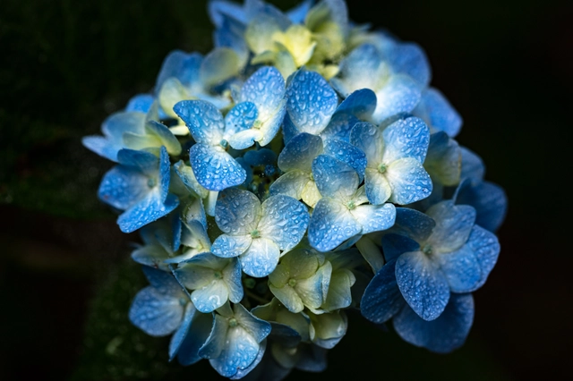 青いアジサイのアップ｜紫陽花