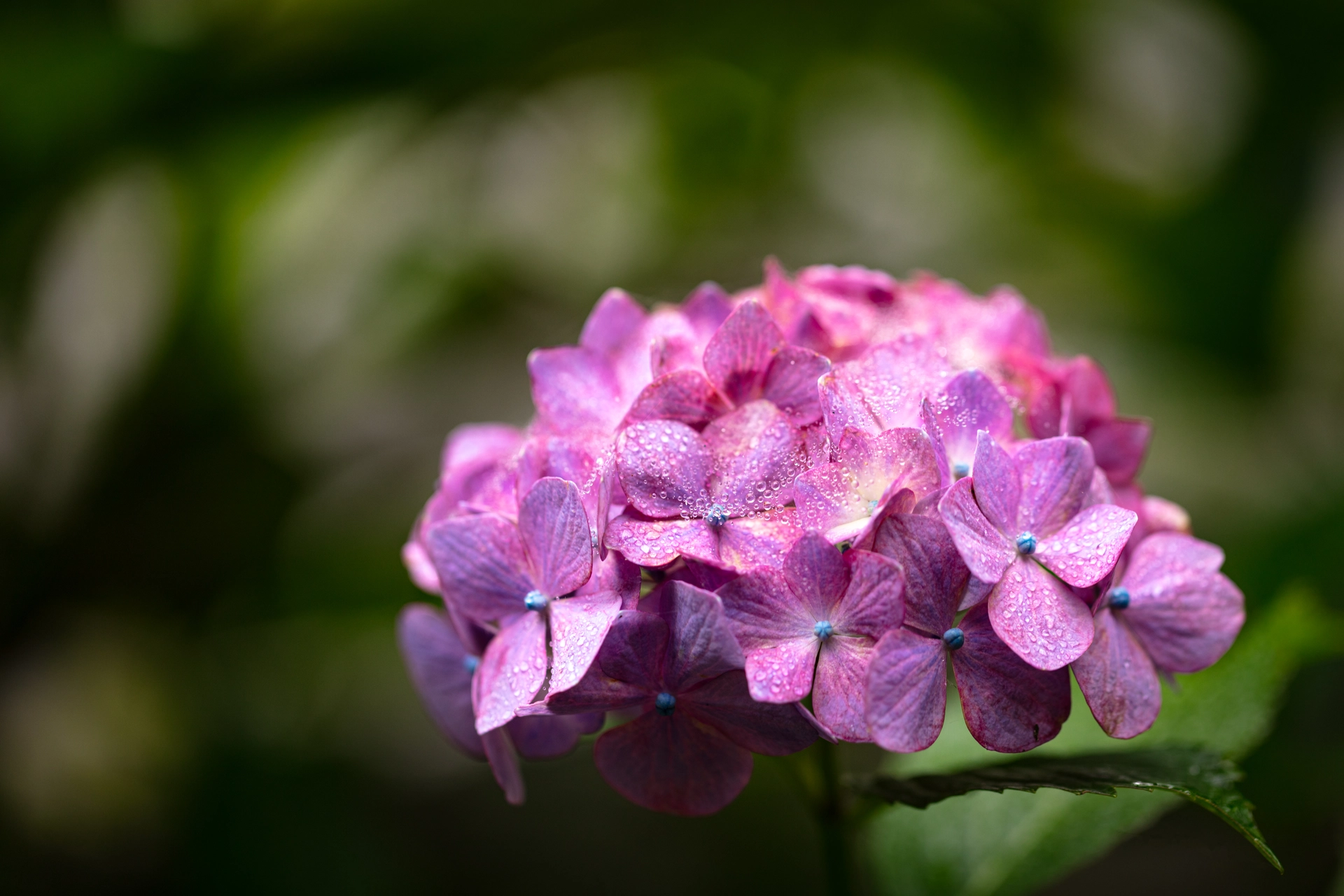 ピンクのアジサイ|紫陽花