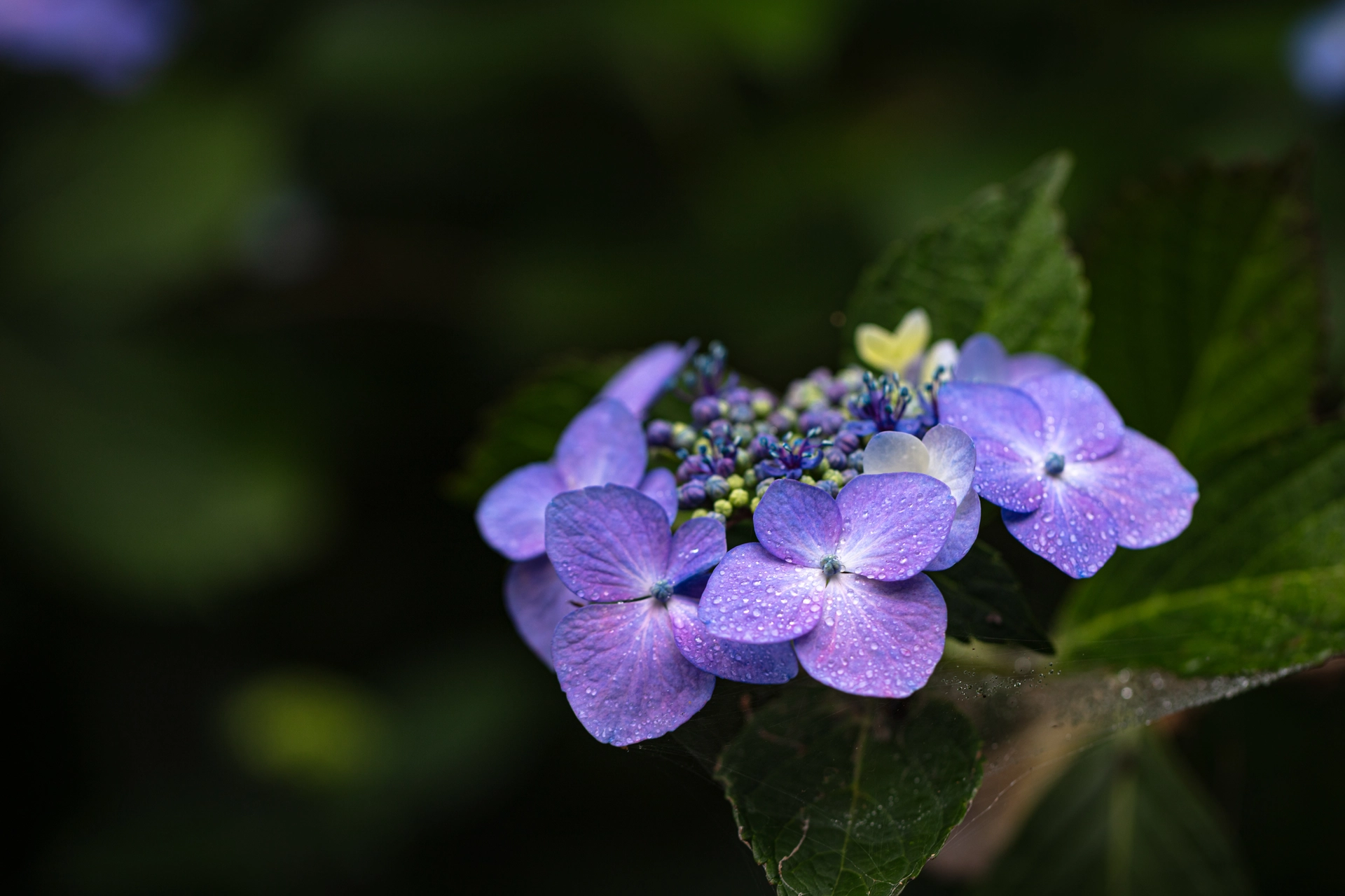 紫色のガクアジサイ|紫陽花