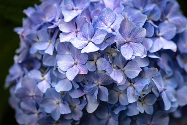 青紫のアジサイ｜紫陽花