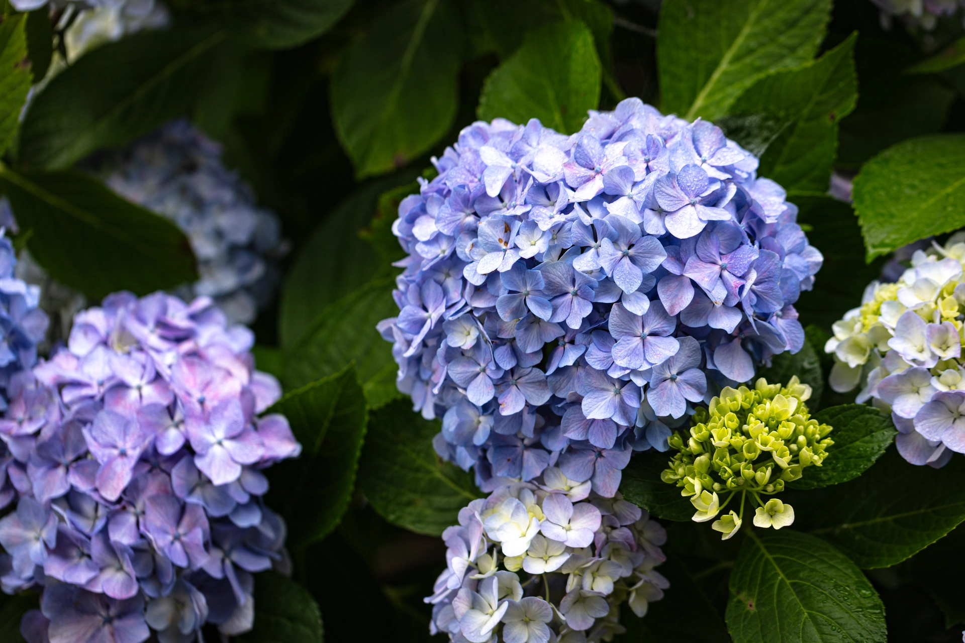 青紫のアジサイの株|紫陽花