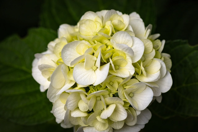 白いアジサイ｜紫陽花