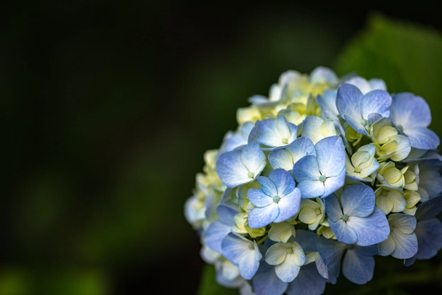 水色のアジサイ｜紫陽花