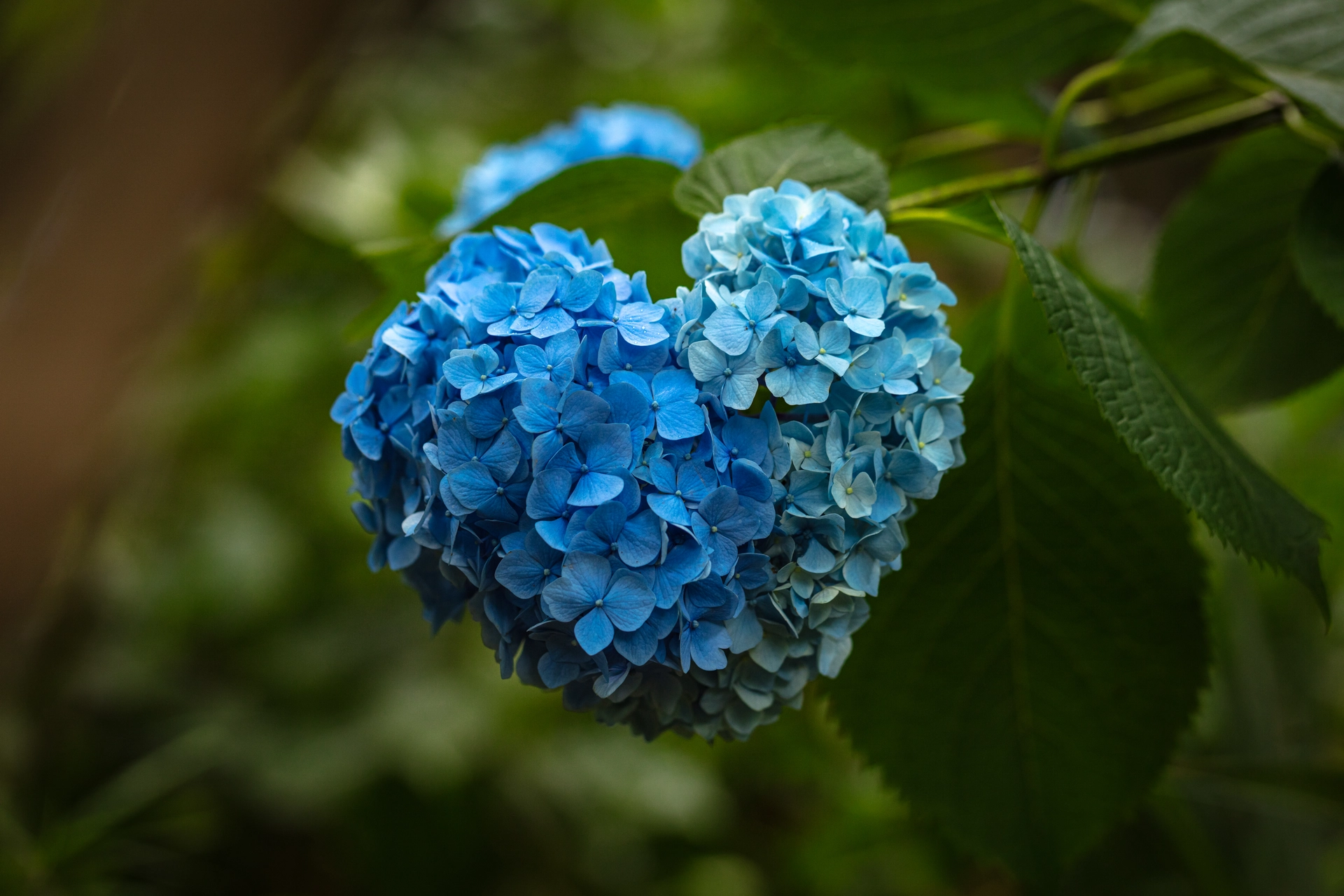 ハート型の青いアジサイ|紫陽花